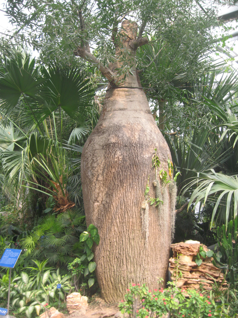水瓶树; 世界之最;; 尔威兹加树