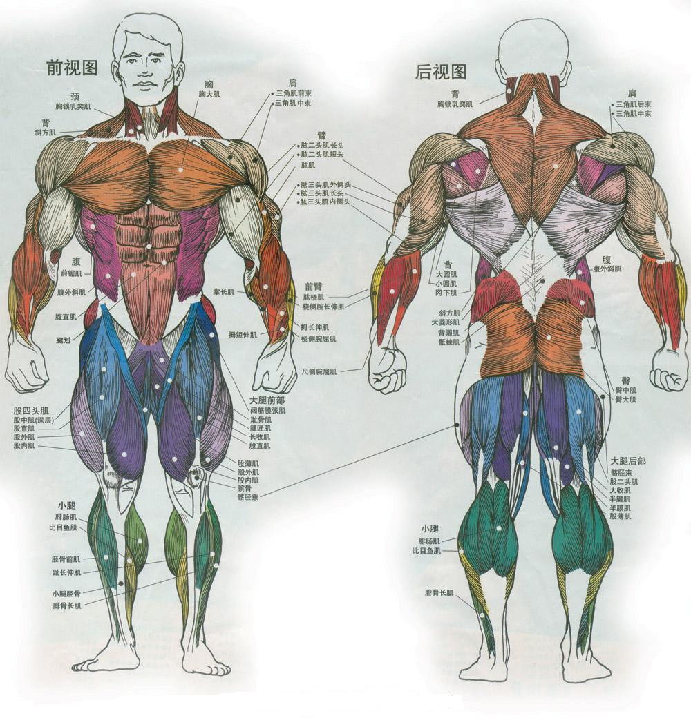 human muscles carriage