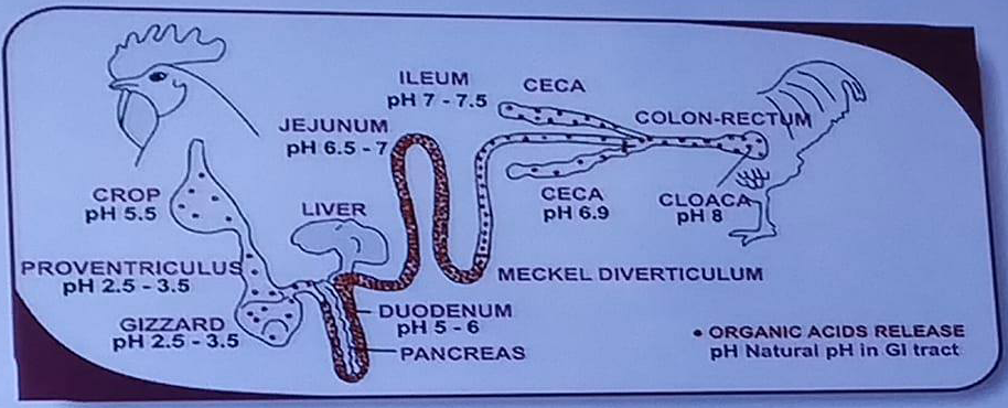鸡消化道解剖示意图