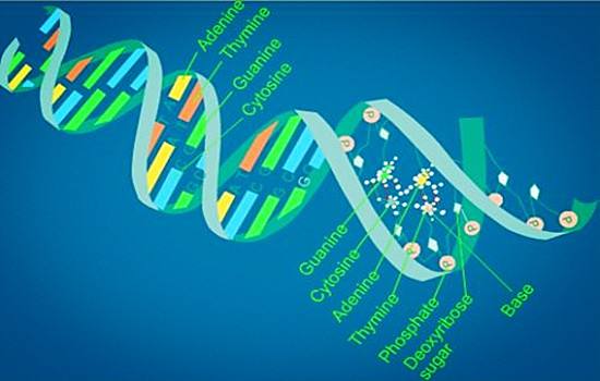 流程控制之if判断-dna.jpg