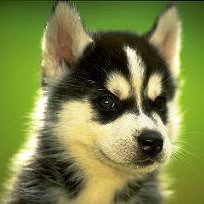 08_Complacent_Husky