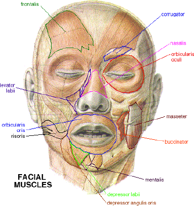 肌肉驱动的面部动画概述