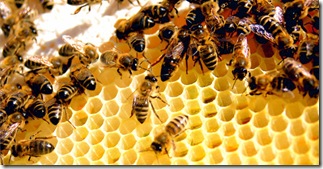 honeybees_darwin_630px