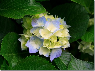 Hydrangeas